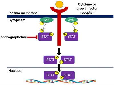 Study on the mechanism of andrographolide activation